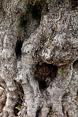 Image showing old tree texture 