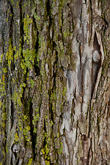 Image showing old tree texture