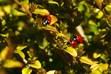 Image showing Mating Ladybugs