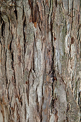 Image showing old tree texture 