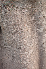 Image showing fig tree texture 