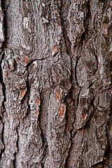 Image showing old tree texture