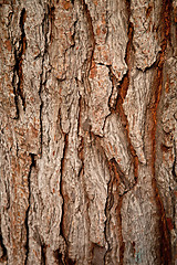 Image showing old tree texture