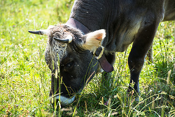 Image showing Dark Cow´s Head