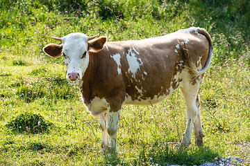 Image showing Brown Cow´s Head