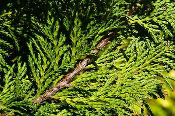 Image showing Fir Tree Abstract