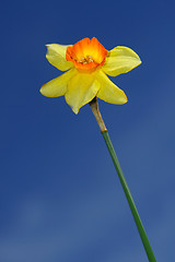 Image showing Daffodil