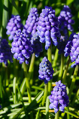 Image showing Grape Hyacinth