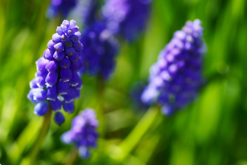 Image showing Grape Hyacinth