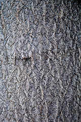 Image showing old tree texture 