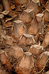 Image showing palm tree trunk