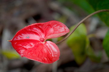 Image showing Anthurium Ozaki