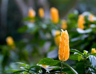 Image showing Tropical Bush, Waimea Valley Audubon Center