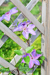 Image showing purple flowers