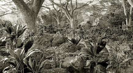 Image showing Tropical Rainforest and Kauhale--Traditional Hawaiian living sit