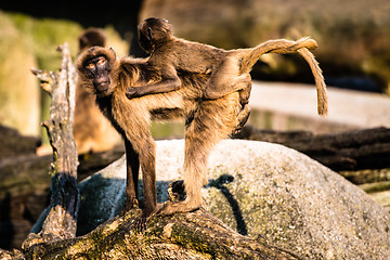 Image showing mother and baby baboon