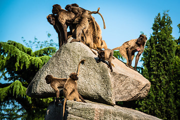 Image showing monkeys on a rock