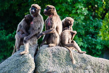 Image showing monkeys on a rock