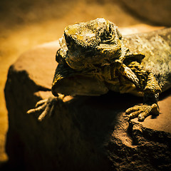 Image showing Lizard posing on sandstone
