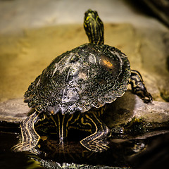 Image showing Sea turtle