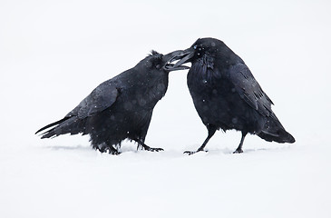 Image showing Ravens