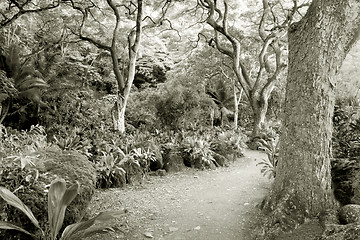 Image showing Rainforest--at the Waimea Valley Audubon Center on Oahu, Hawaii