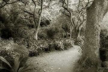 Image showing Trail on Oahu