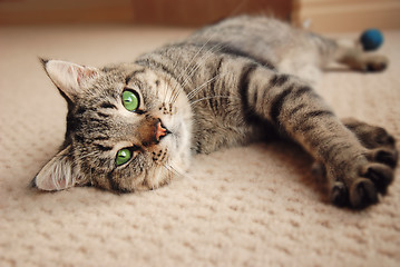 Image showing Kitten stretched out on carpet