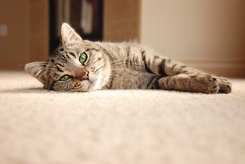 Image showing Tabby Kitten relaxing on carpet