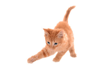 Image showing Orange Tabby Playing