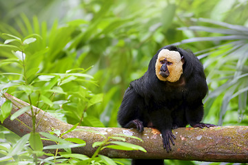 Image showing White-faced Saki Monkey