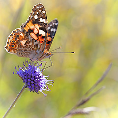 Image showing Painted Lady butterfly