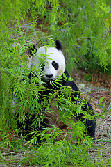 Image showing Giant Panda