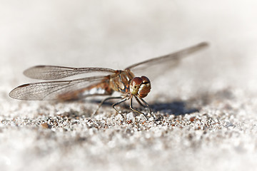 Image showing Dragonfly