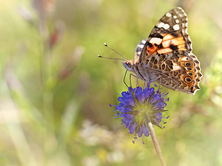 Image showing Painted Lady butterfly