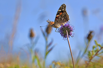 Image showing Painted Lady butterfly