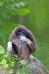 Image showing Gibbon Monkey