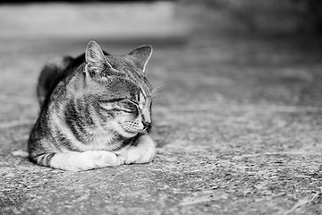 Image showing Sleeping cat