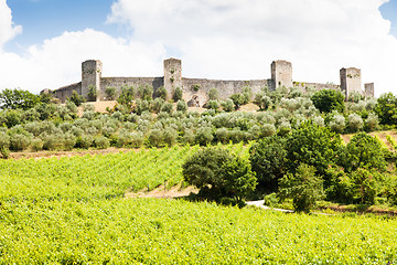 Image showing Wineyard in Tuscany