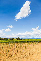 Image showing Tuscany Wineyard