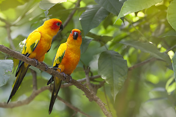 Image showing Wild Parrot