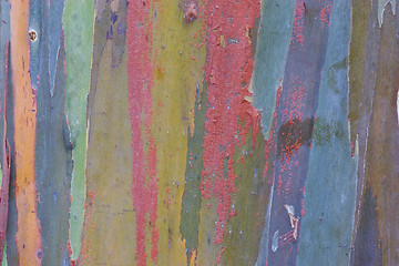 Image showing Eucalyptus Bark