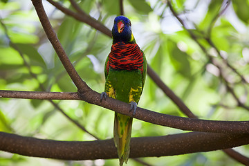 Image showing Wild Parrot