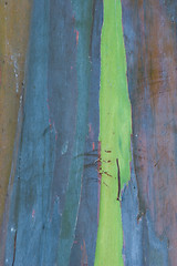 Image showing Eucalyptus Bark 2