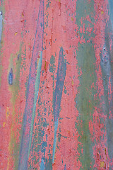 Image showing Eucalyptus Bark 3