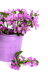 Image showing wild flowers in bucket 