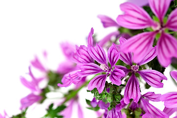 Image showing wild violet flowers 