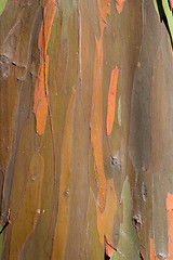 Image showing Eucalyptus Bark 4