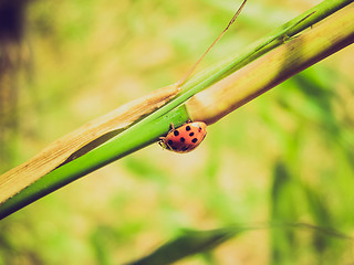 Image showing Retro look Lady Beetle