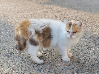 Image showing Cat pet animal